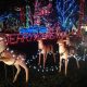 Vancouver Christmas Wonderland Night Light Tour